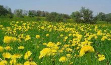 描写春天风景的词语