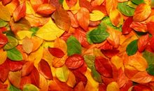 描写落叶的句子