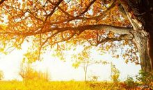 关于秋天的语句