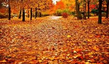 描写秋天唯美的句子