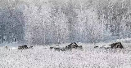 冬雪诗