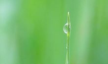 描写露珠的优美句子