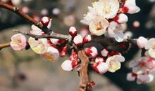 描写杏花的诗句古诗