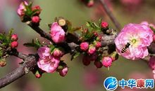 有关春花的诗句