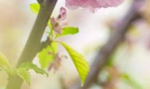 有关春花的句子