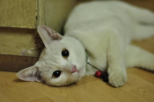 猫的好单词和句子