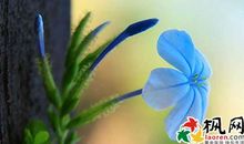 骂女友的经典句子