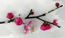 描写梅花的名言