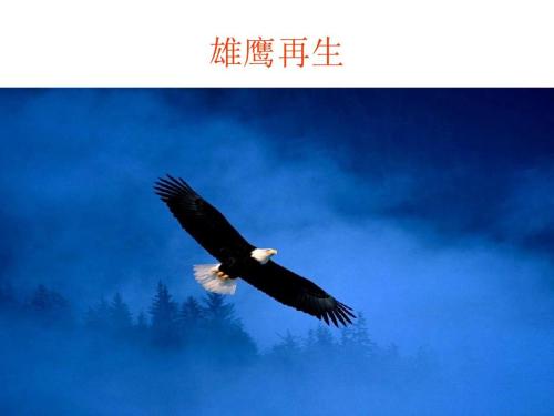 鹰的励志名言