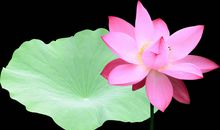 描写荷叶荷花的古诗