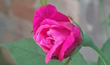 描写花多花美的成语