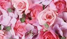 描写红玫瑰的句子