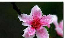 描写春天桃花的段落