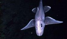 描写海底生物的句子