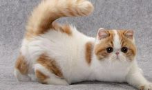 动物外貌描写片段