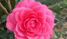 关于描写茶花的句子