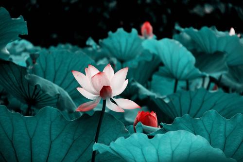 莲花经
