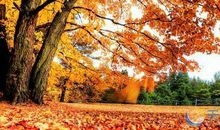 描写初秋景色的句子