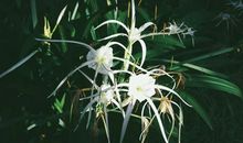 形容花朵的比喻句