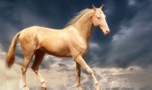 骑马不带鞭歇后语