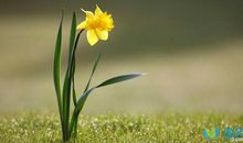 春天美丽景色的句子