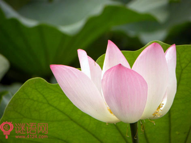 荷花池大火后