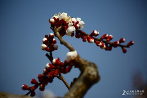 具有花朵盛开的比喻句