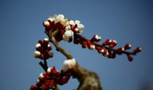 花儿开放的比喻句