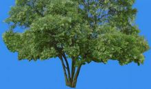 关于樟树的比喻句