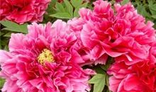 形容牡丹的比喻句