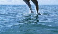 海豚像什么比喻句