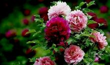 关于牡丹的比喻句