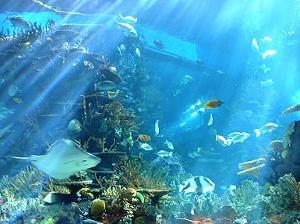 水族馆口号