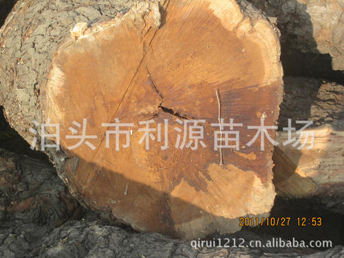 枣烧木