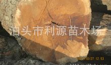 枣木做烧柴歇后语