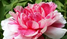 牡丹像什么比喻句