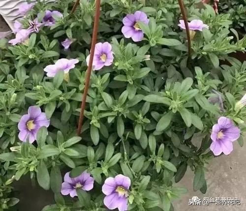 谚语与花