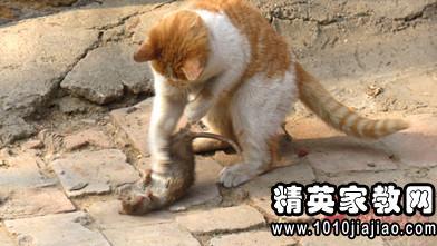 关于瀑布的寓言词