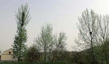 芭蕉叶上垒鸟窝歇后语