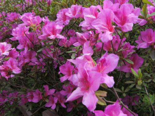 杜鹃花诗全集