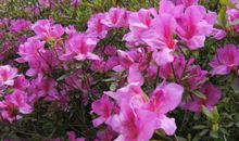 杜鹃花诗句大全