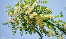 关于槐树的比喻句