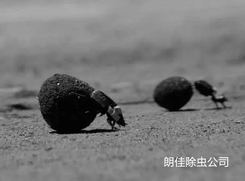 屎壳
