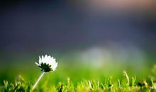 形容春天景色的句子