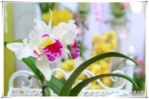 花谚语