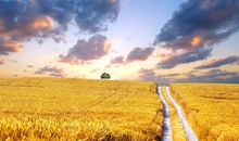 有关麦子的比喻句