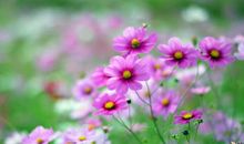 节后上班祝福语