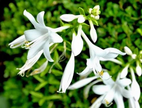 谚语与花