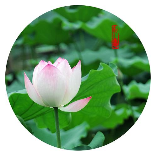 关于莲花的寓言