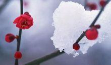 描写冬天梅花的诗句